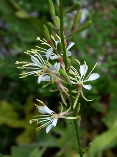 {Gaura filipes}